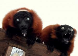Red Ruffed Lemurs at the Tropical Butterfly House