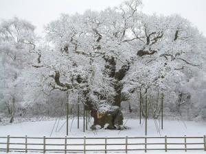 Major Oak in the snow