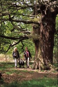 Sherwood Forest dog walkers