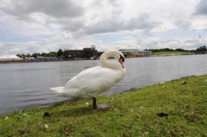 Swan - National Water Sports Centre