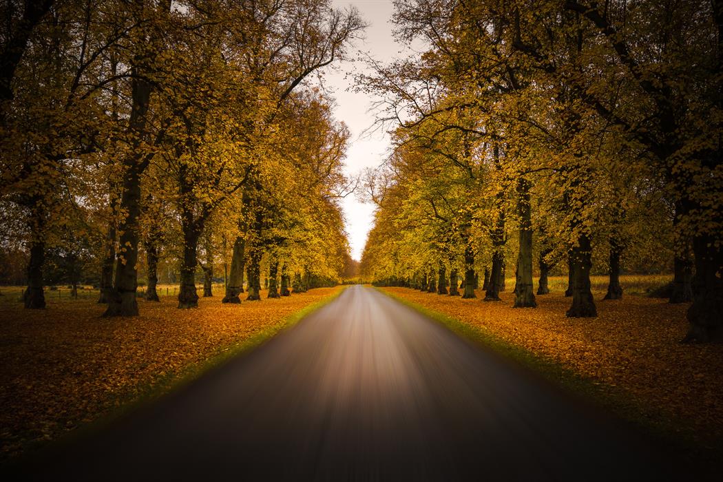 Autumn lime trees at clumber park - a double exposure with a zoom burst to create the blurry road